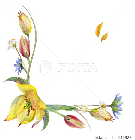 Spring flowers, white forest anemone primrose, blue hepatica forget-me-not, grass, yellow and red tulip, hand drawn in watercolor. Border frame illustration, for wedding, florist shop, stationery. 121746927