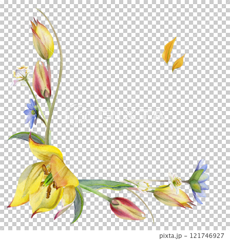 Spring flowers, white forest anemone primrose, blue hepatica forget-me-not, grass, yellow and red tulip, hand drawn in watercolor. Border frame illustration, for wedding, florist shop, stationery. 121746927
