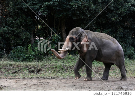 鼻を上げながら歩くインドゾウ 121746936