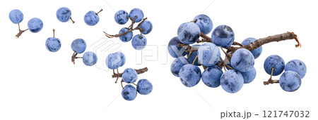Fresh blackthorn berries with twig, prunus spinosa isolated on white background. Top view Top view with copy space for your text. Flat lay 121747032