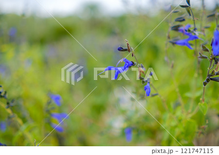 サルビアの青い花 121747115