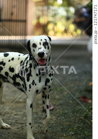 Dalmatian dog in the garden, beautiful moment Dalmatian dog in the garden, beautiful moment 121747171