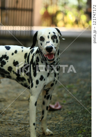 Dalmatian dog in the garden, beautiful moment Dalmatian dog in the garden, beautiful moment 121747172