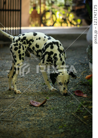 Dalmatian dog  in the garden, beautiful moment  121747175