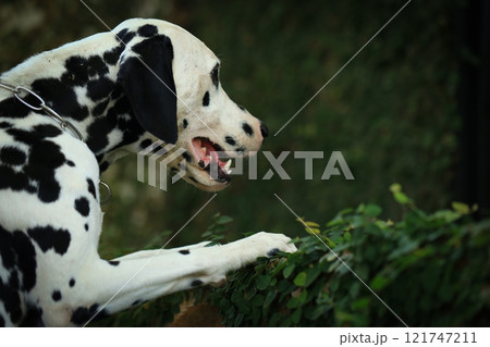 Dalmatian dog in the garden, beautiful moment Dalmatian dog in the garden, beautiful moment 121747211
