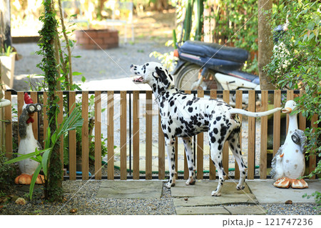 Dalmatian dog  in the garden, beautiful moment  121747236