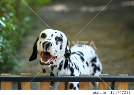 Dalmatian dog  in the garden, beautiful moment  121747251