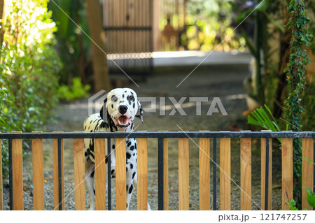 Dalmatian dog  in the garden, beautiful moment  121747257
