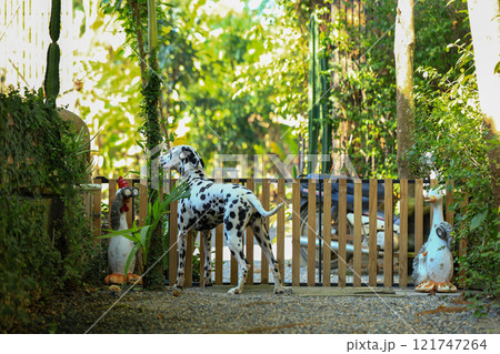 Dalmatian dog  in the garden, beautiful moment  121747264
