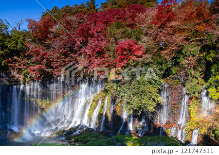 静岡県富士宮市上井出　世界遺産構成資産の白糸の滝に虹と紅葉モミジが映える景色 121747311