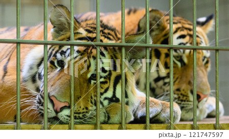 オリの中のアムールトラの兄弟 121747597