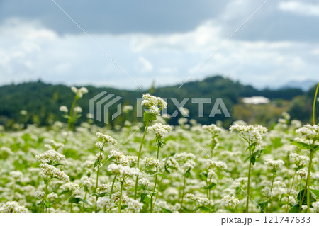 そばの花と山々の風景 そばの花と山々の風景 121747633