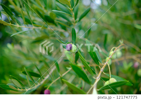 オリーブの実と緑の葉 121747775