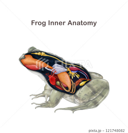 Frog inner anatomy scheme hand drawn side view detailed illustration. Amphibia internal organs anatomical structure on white background. Frog inner anatomy for zoology study, print table design 121748082