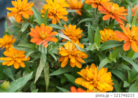 鮮やかなオレンジのジニアの花 鮮やかなオレンジのジニアの花 121748215