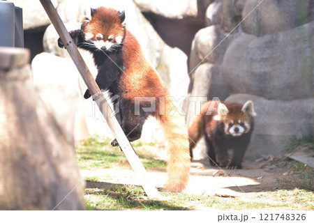 動物園の人気者 動物園の人気者 121748326