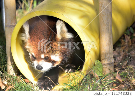 動物園の人気者 動物園の人気者 121748328
