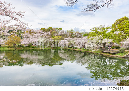 満開の桜　三ツ池公園（神奈川県横浜市）　日本さくら名所100選 121749384