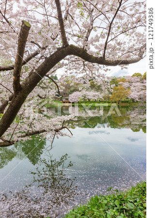 満開の桜 三ツ池公園(神奈川県横浜市) 日本さくら名所100選 満開の桜 三ツ池公園(神奈川県横浜市) 日本さくら名所100選 121749386