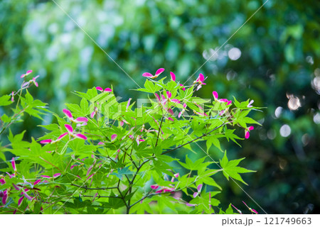 モミジの実 モミジの実 121749663