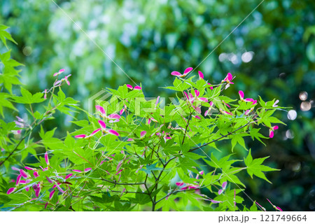 モミジの実 モミジの実 121749664