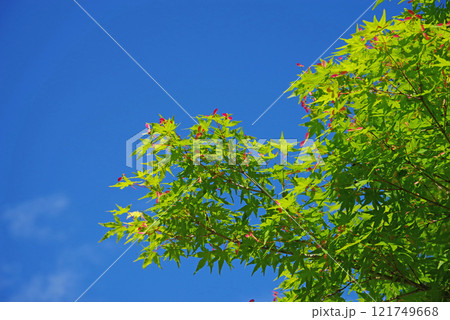 青空に映えるモミジの新緑と赤い実 青空に映えるモミジの新緑と赤い実 121749668
