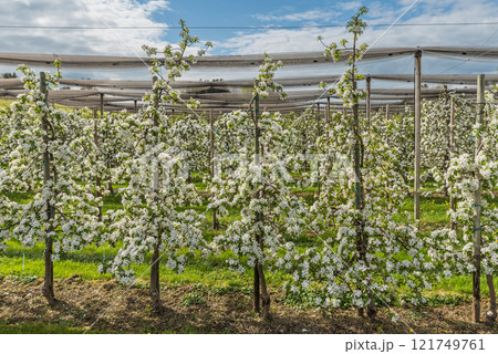 Orchard with blooming apple trees 121749761