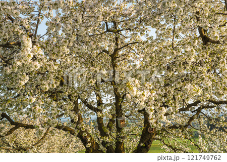 Close-up of a large blossoming pear tree Close-up of a large blossoming pear tree 121749762