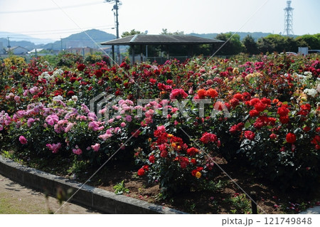 荒尾市　おもやい市民花壇　バラの花、 121749848