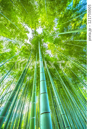 日本の横浜都市景観 緑色に染まった美しい竹林と差し込む太陽光…希望の光…＝令和7年1月7日 121750005