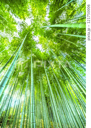 日本の横浜都市景観 緑色に染まった美しい竹林と差し込む太陽光…希望の光…＝令和7年1月7日 121750006