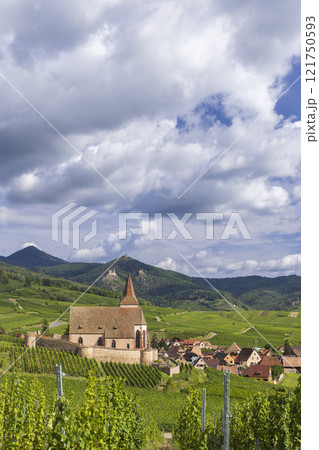 Typical vineyard near Hunawihr near Ribeauville Riquewihr, Haut-Rhin, Region Grand Est, Alsace, France Typical vineyard near Hunawihr near Ribeauville Riquewihr, Haut-Rhin, Region Grand Est, Alsace, France 121750593