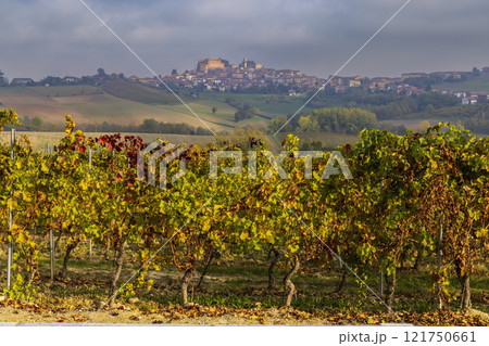 Typical vineyard near Cascina Montalbera and Montemagno Monferrato, Castagnole Monferrato, Piedmont, Italy Typical vineyard near Cascina Montalbera and Montemagno Monferrato, Castagnole Monferrato, Piedmont, Italy 121750661