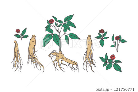 Ginseng root hand drawn color illustration 121750771