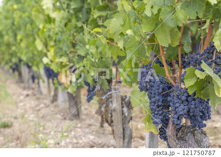 Typical vineyards near Pomerol, Aquitaine, France 121750787