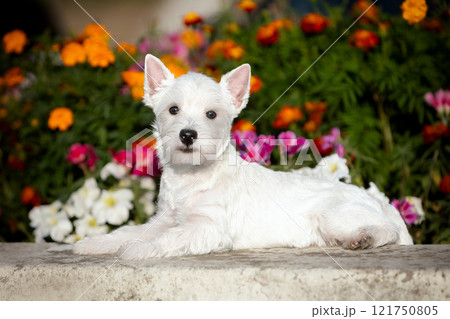 West Highland White Terrier puppy in a bright summer flower bed. West Highland White Terrier puppy in a bright summer flower bed. 121750805