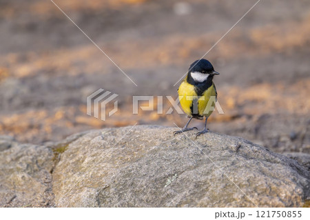 Great tit near National park Podyji, Southern Moravia, Czech Republic Great tit near National park Podyji, Southern Moravia, Czech Republic 121750855