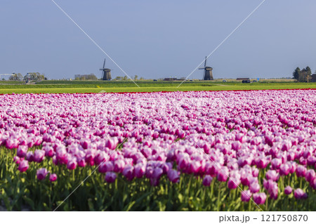 Field of tulips with Ondermolen windmill near Alkmaar, The Netherlands Field of tulips with Ondermolen windmill near Alkmaar, The Netherlands 121750870
