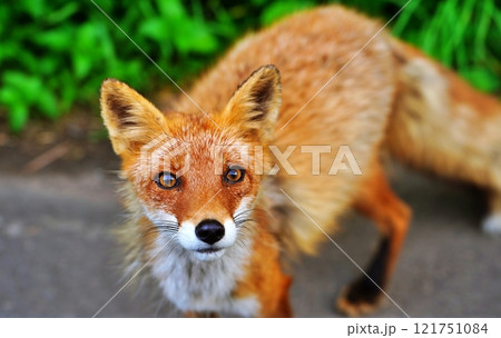 北海道の道端に現れた野生のキタキツネ 121751084
