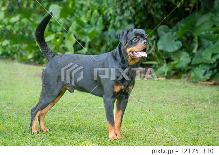 Rottweiler dog, outdoor. Rottweiler dog, outdoor. 121751110