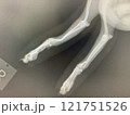 犬の足のレントゲン写真 121751526