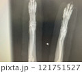 犬の足のレントゲン写真 121751527