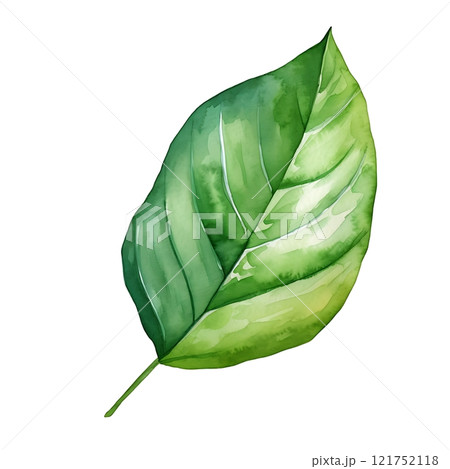 Watercolor painting depicting a vibrant green leaf on white background 121752118