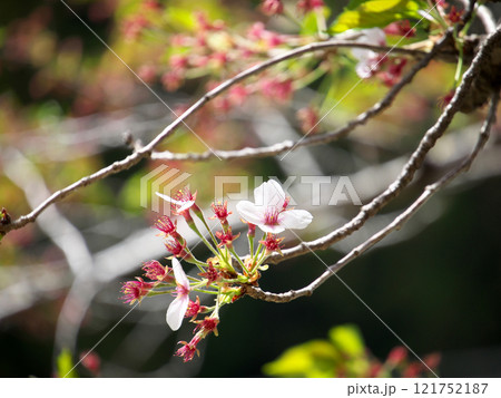 散り際の桜の花 散り際の桜の花 121752187
