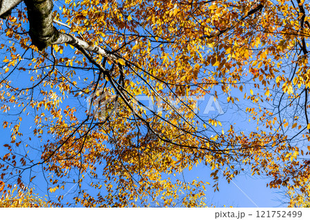 青空に映える色づいた木々 121752499