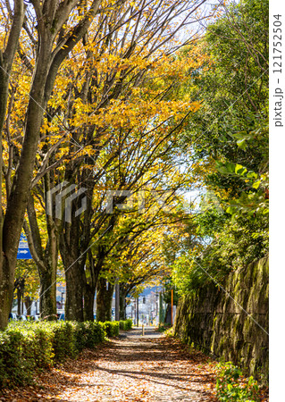 紅葉した木々の街路樹 121752504