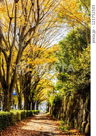 紅葉した木々の街路樹 121752505
