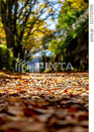 落ち葉の道 落ち葉の道 121752508