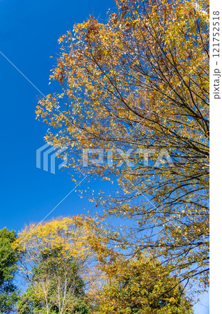青空に映える紅葉した木々 121752518
