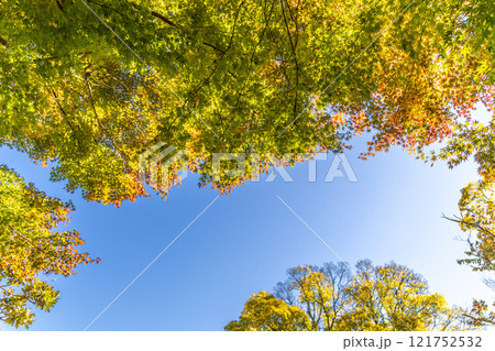 鮮やかな紅葉と青空 121752532